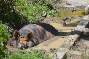 Wee Charlie, one of our kune kune pigs.