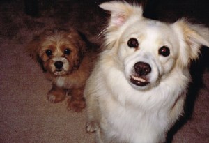 Peanut and Crackerjack, circa 1993. Peanut was a beauty, but as our friend Elizabeth put it, not very 