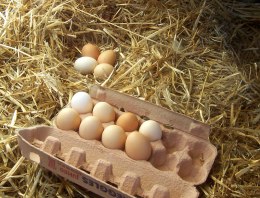 Freerange_eggs