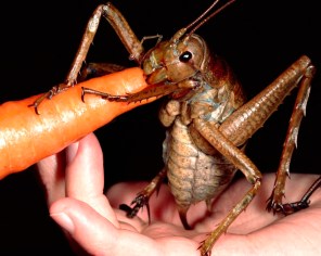 Large-Weta